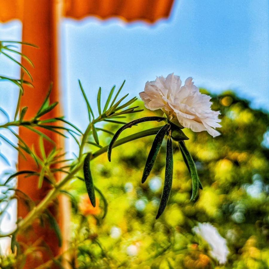 Mud Mirror Guesthouse Jaisalmer Ngoại thất bức ảnh