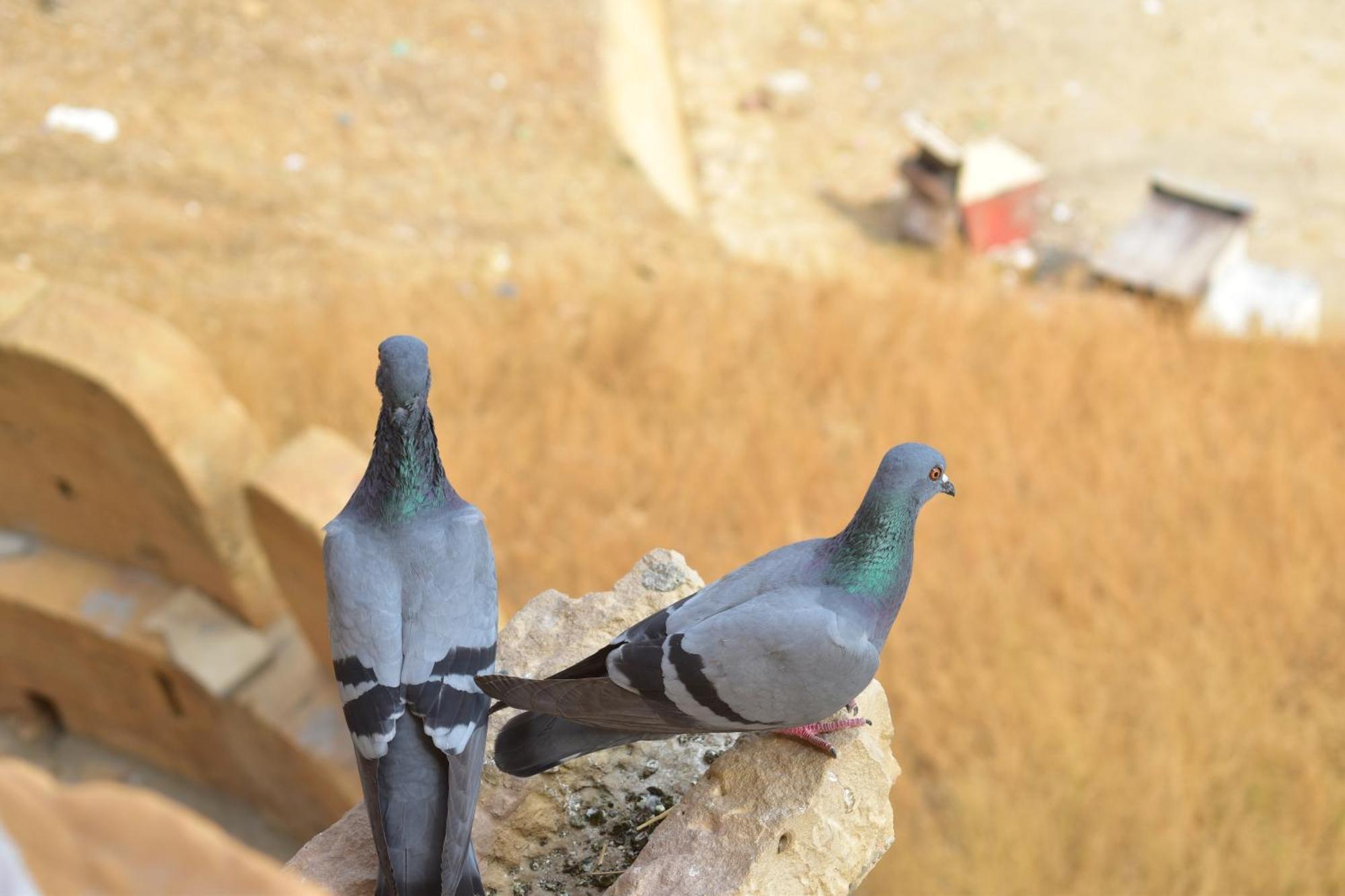 Mud Mirror Guesthouse Jaisalmer Ngoại thất bức ảnh